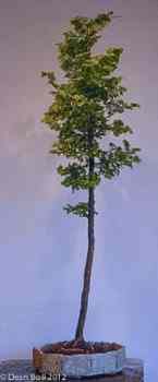 Tall tree, round pot